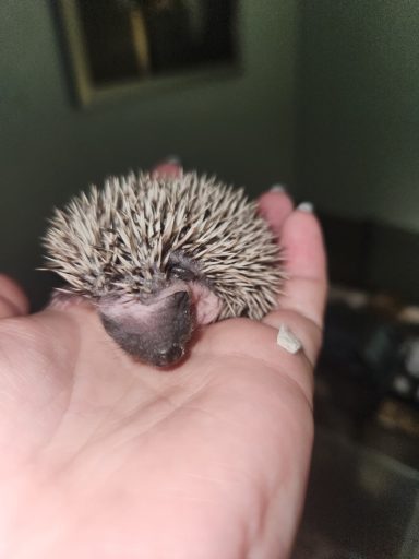 Baby Hedgie 3