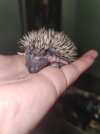 Baby Hedgie 2