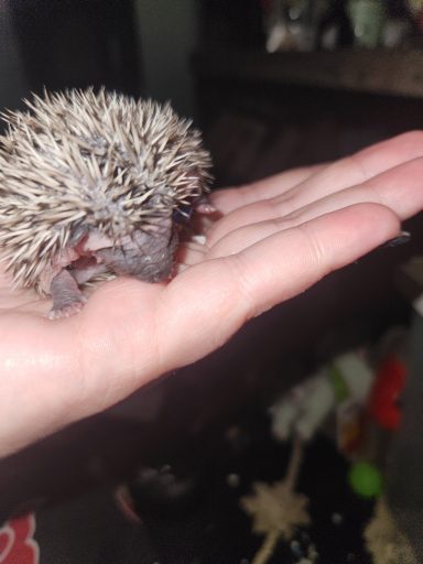 Baby Hedgie 1